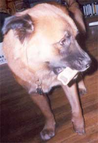 chewbaca's birthday bone